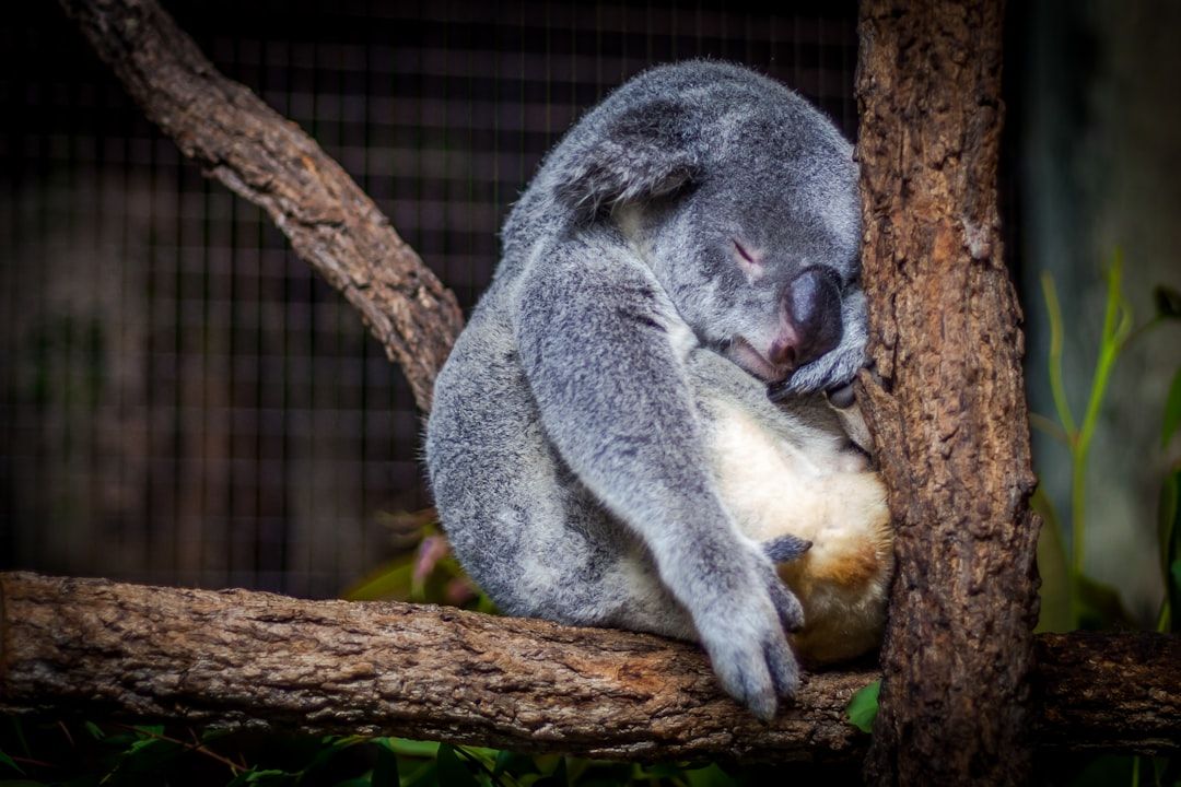 The Future Of Work: How Anti-Sleep Apps Are Changing The Workplace