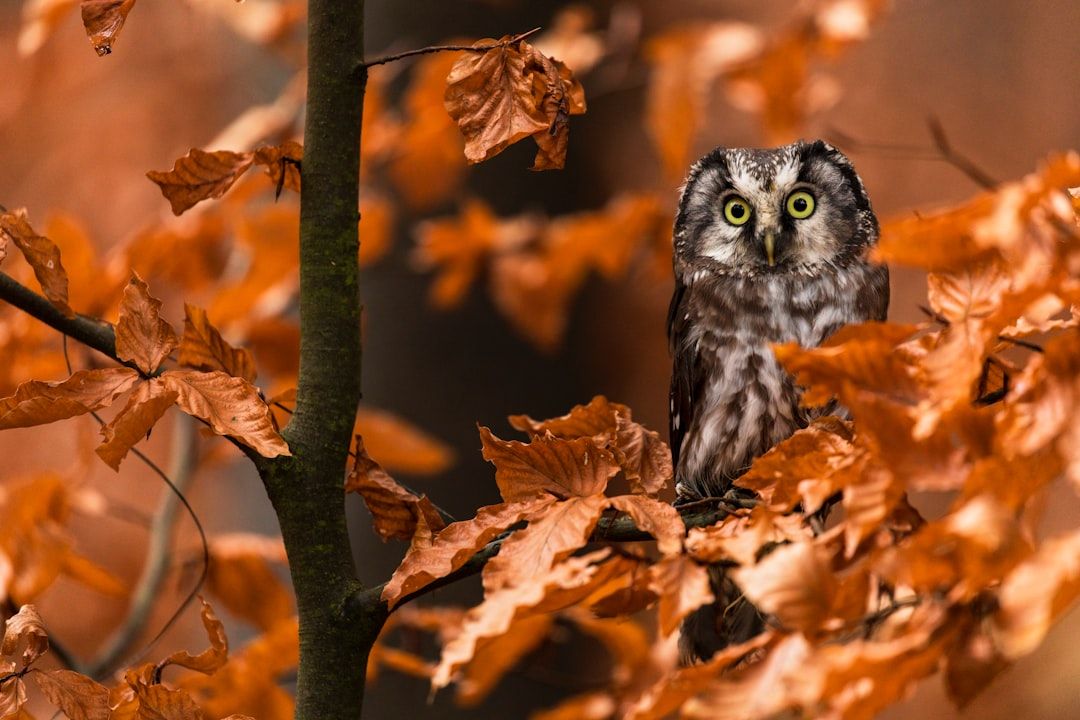 Why Every Night Owl Needs Little Insomniac: An Essential Guide
