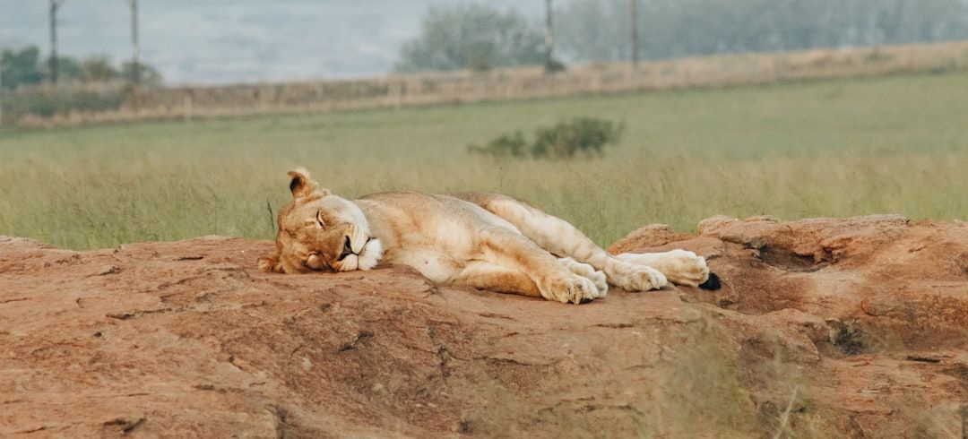The Impact of Anti-Sleep Apps on Modern Work Habits