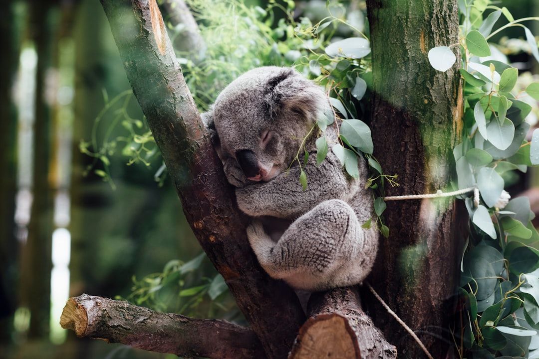 The Benefits of Anti-Sleep Apps for Remote Workers