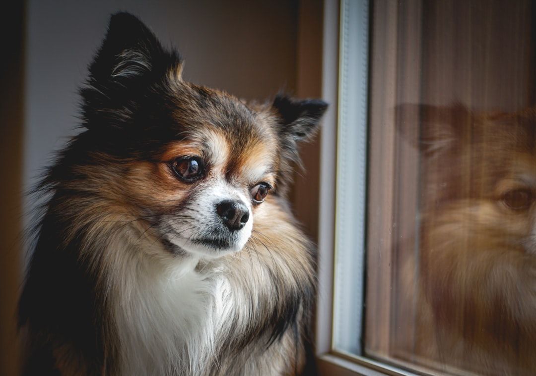 Stay Productive: The Best Practices for Using Little Insomniac