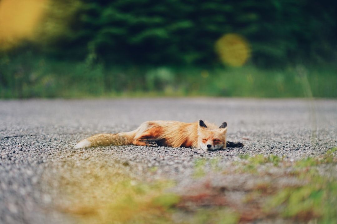 The Unseen Benefits of Using Anti-Sleep Apps for Creative Projects